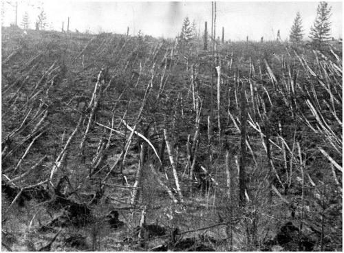 Broken trees in Tunguska. Photo: Evgeny Krinov.