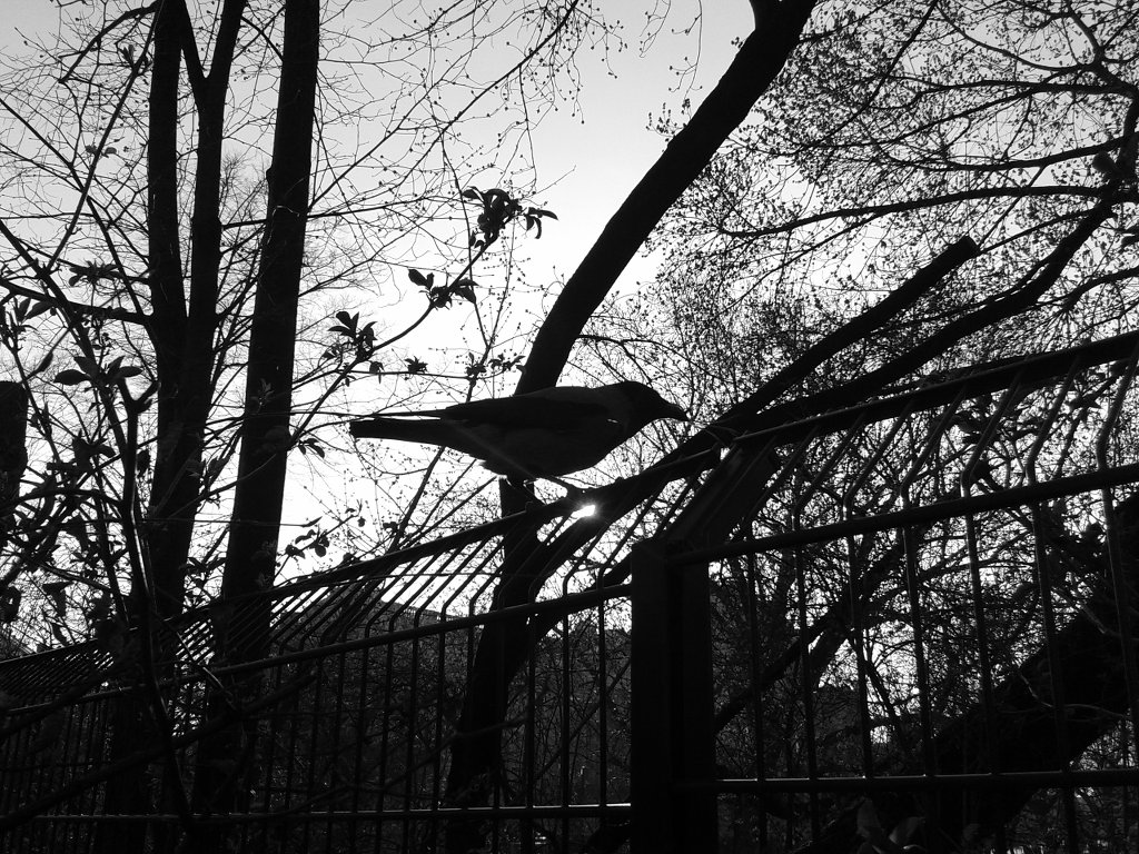 Crow. Photo: Sanjin Đumišić.