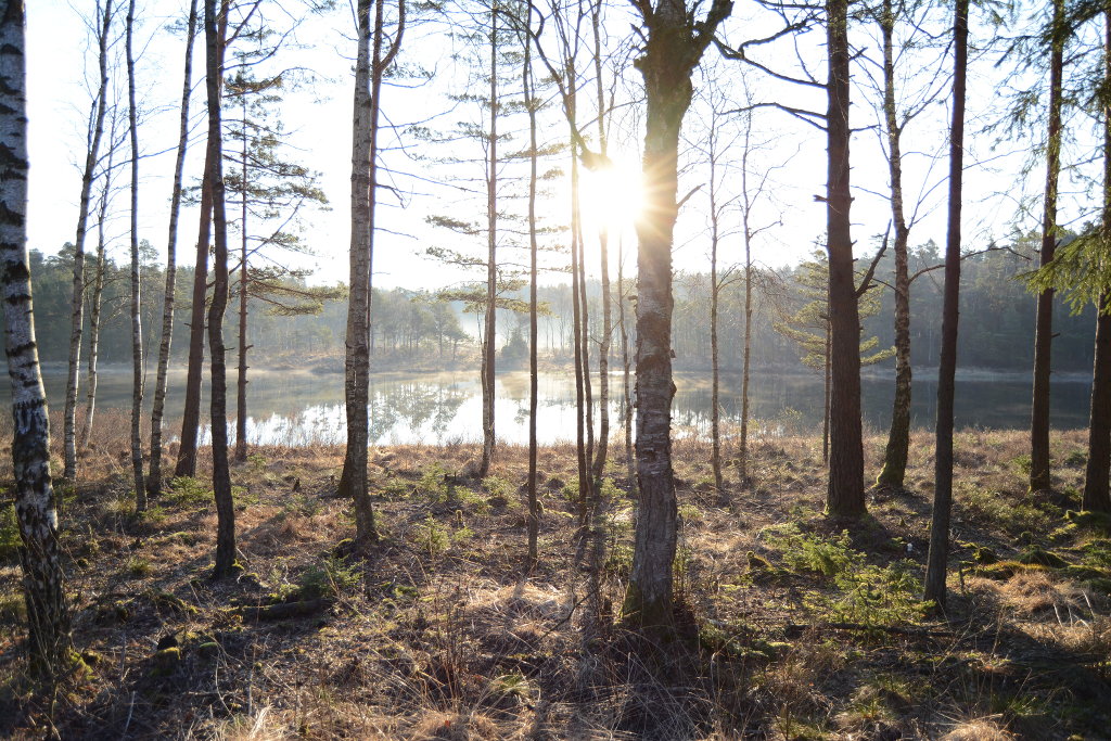 Swedish morning forest. Photo: Sanjin Đumišić.