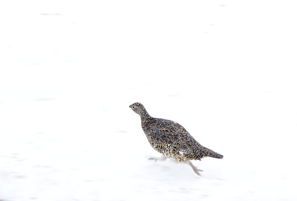 Arctic hen running along with me. Photo: Sanjin Đumišić.