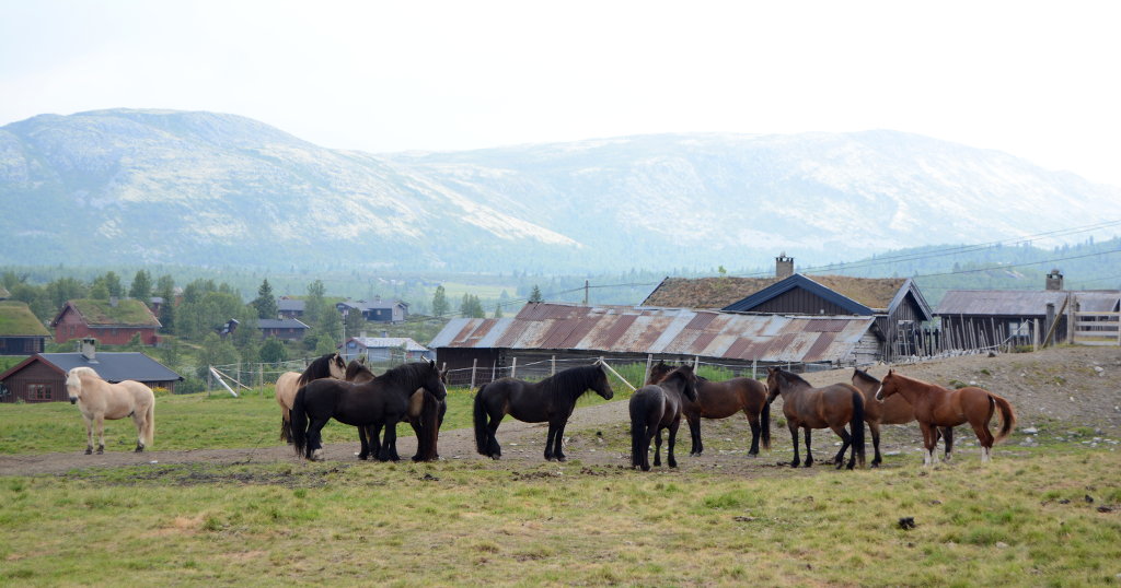 Horses in Venabu Norway. Stave church in Ringebu, under restoration. Photo: Sanjin Đumišić.