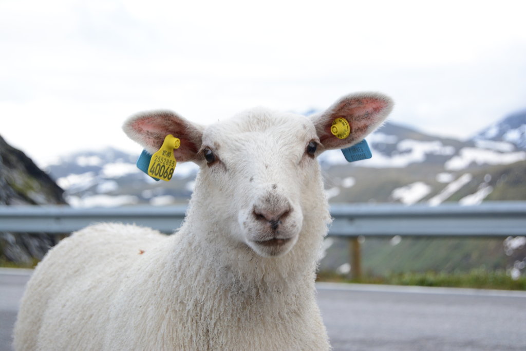 Sheep portrait. Photo: Sanjin Đumišić.