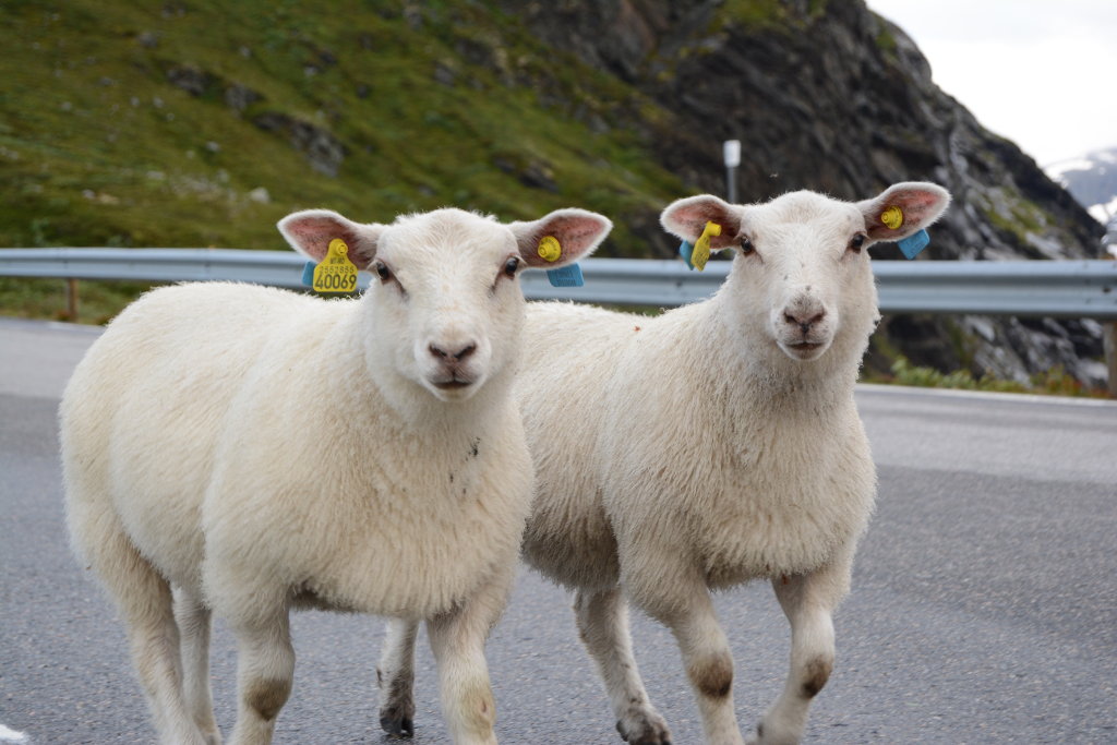 Two sheep. Photo: Sanjin Đumišić.