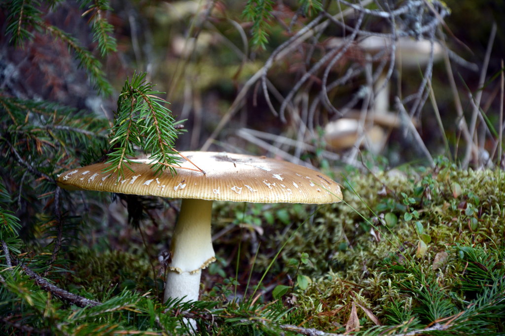 Autumn mushroom. Photo: Sanjin Đumišić.