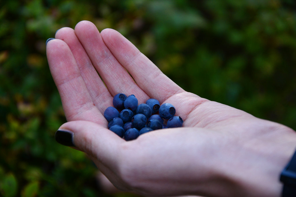 Hardanger blueberries. Photo: Sanjin Đumišić.