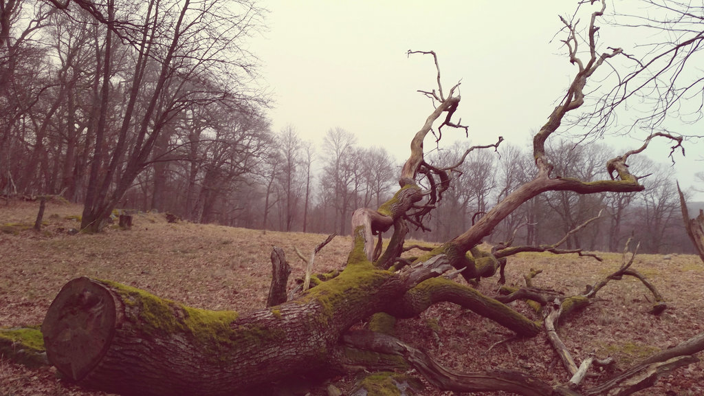 Gunnebo nature. Photo: Sanjin Đumišić.