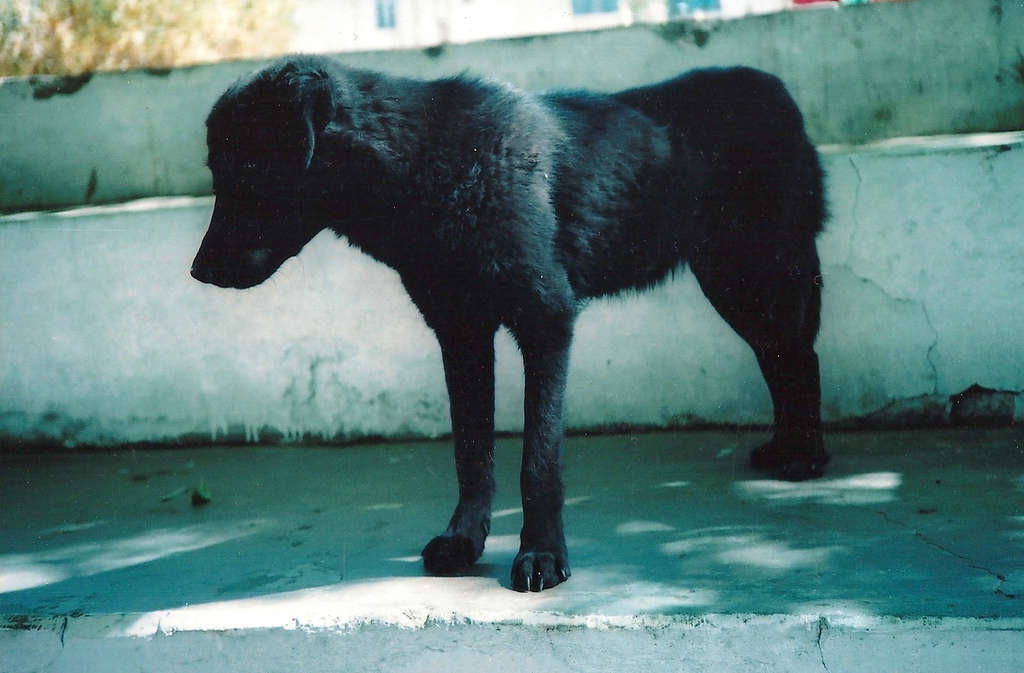 Black Dog in Leh. Photo: Sanjin Đumišić.