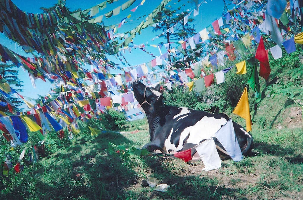 Cow among prayer flags. Photo: Sanjin Đumišić.
