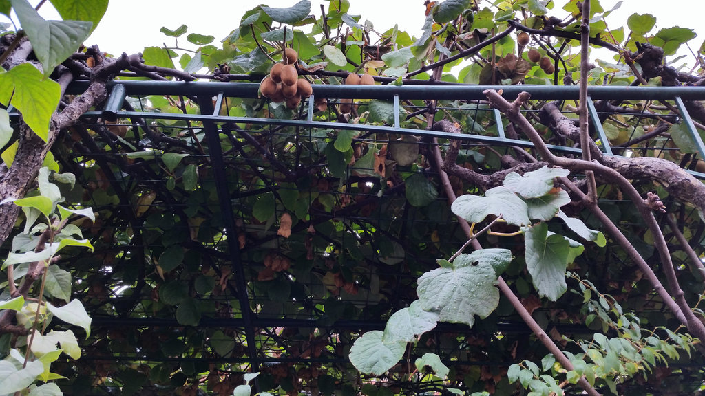 Kiwi in Mostar. Photo: Sanjin Đumišić.