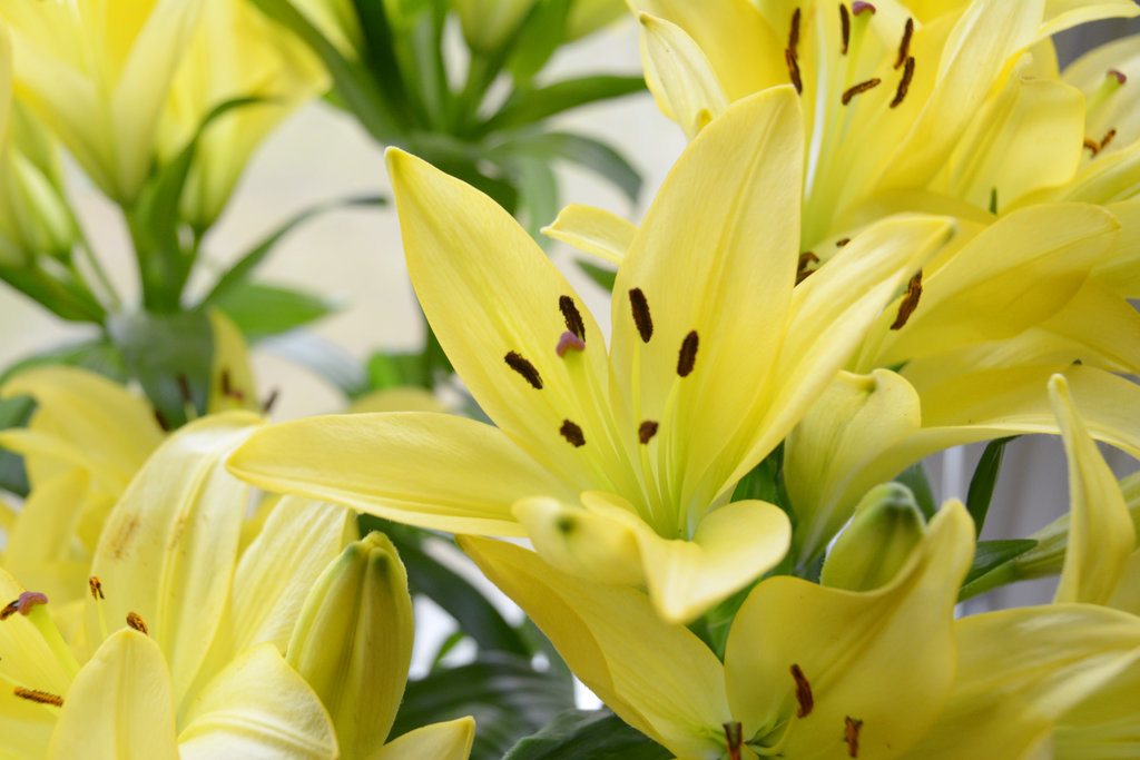 Yellow lilies. Photo: Sanjin Đumišić.