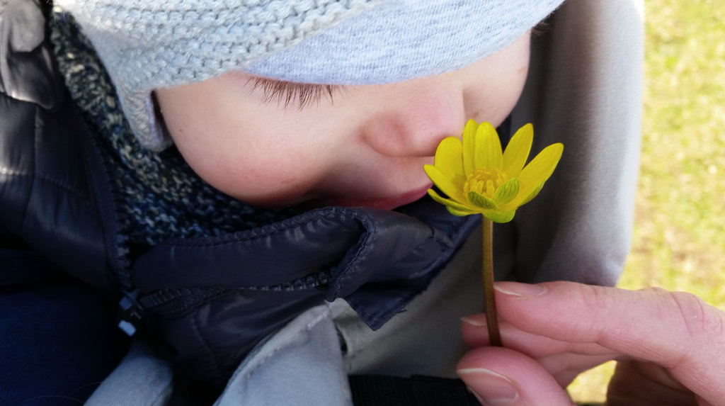 Baby Florens with Öland flower. Photo: Sanjin Đumišić.
