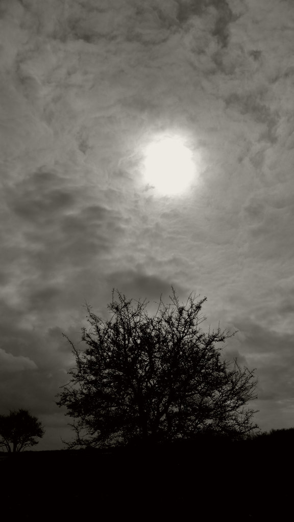 Tree of divine light on Öland. Photo: Sanjin Đumišić.