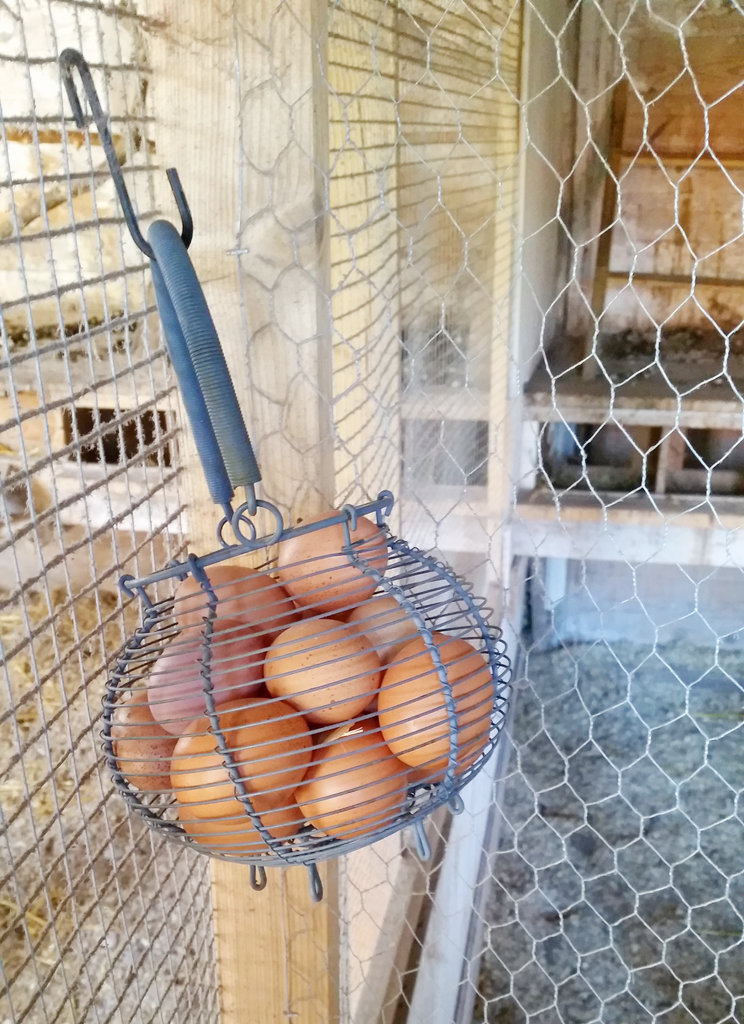 Fresh organic farm eggs. Photo: Sanjin Đumišić.