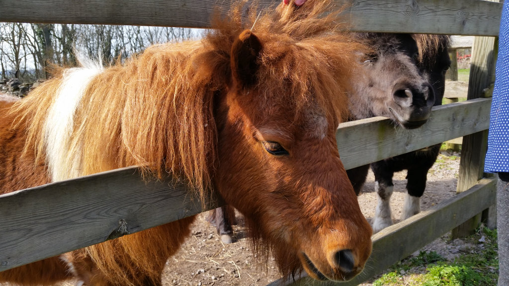 Small horse in Öland. Photo: Sanjin Đumišić.