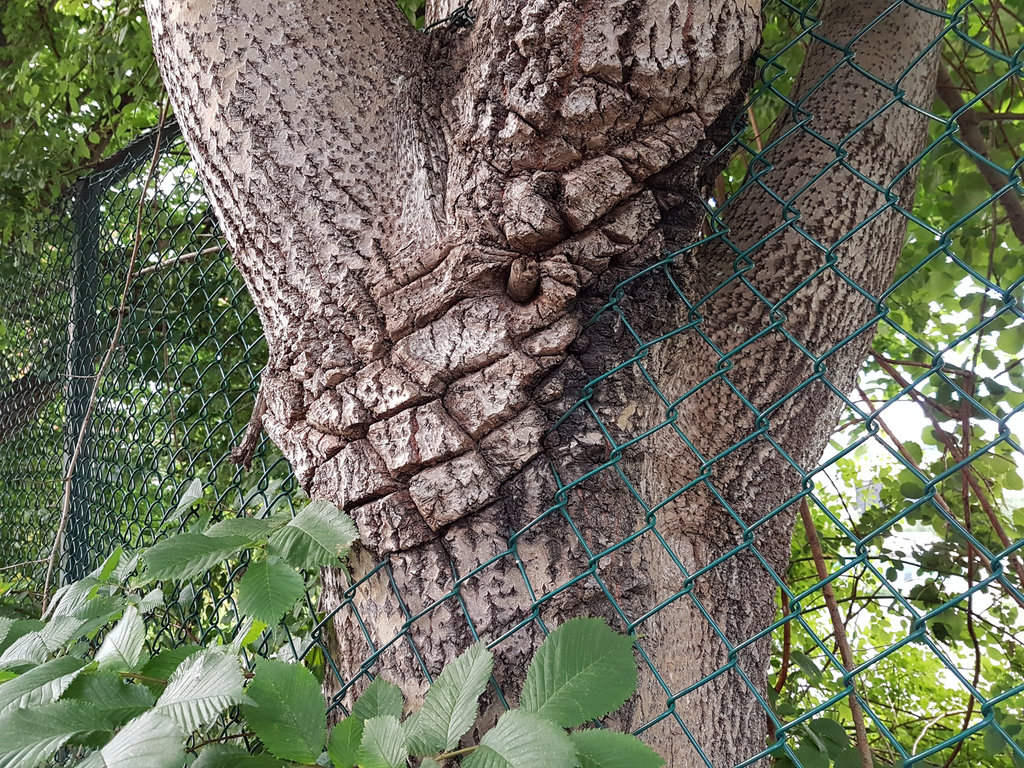 Tree growing through fence. Photo: Sanjin Đumišić.