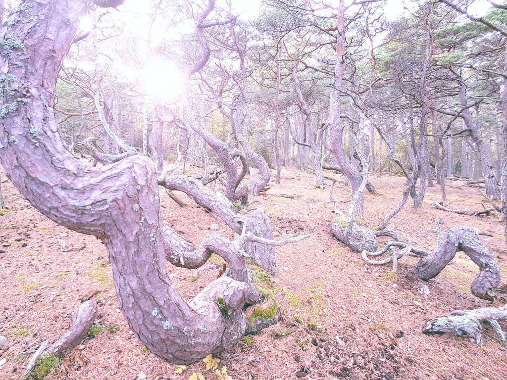 Trollskogen. Photo: Sanjin Đumišić.