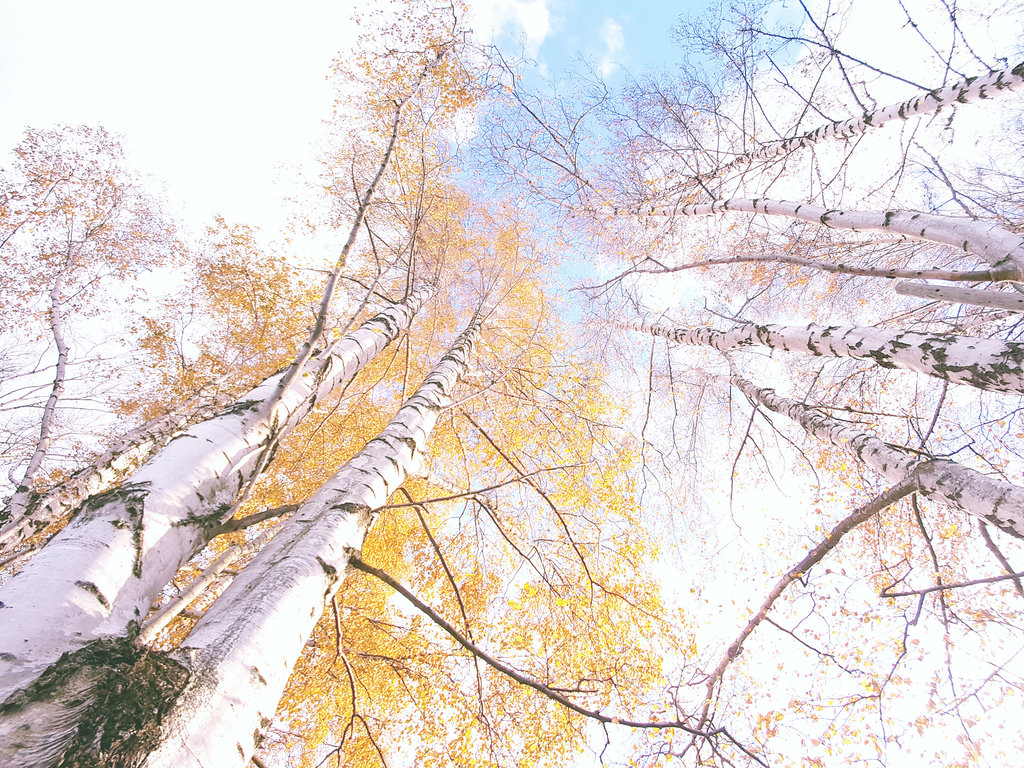 Autumn birch trees in Öland. Photo: Sanjin Đumišić.