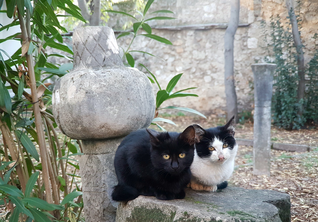 Cats of Mostar. Photo: Sanjin Đumišić.