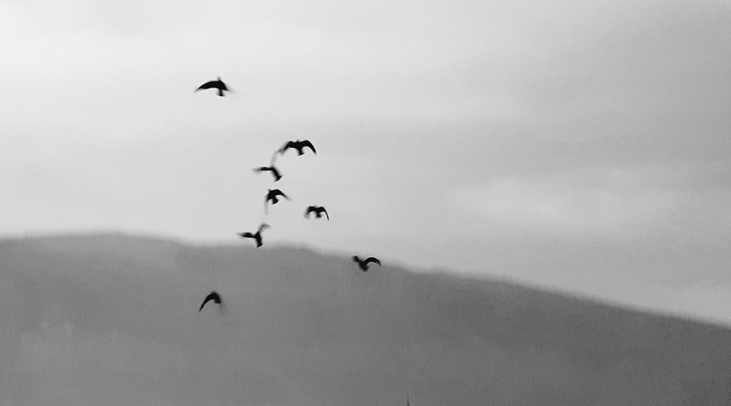 Mostar birds. Photo: Sanjin Đumišić.