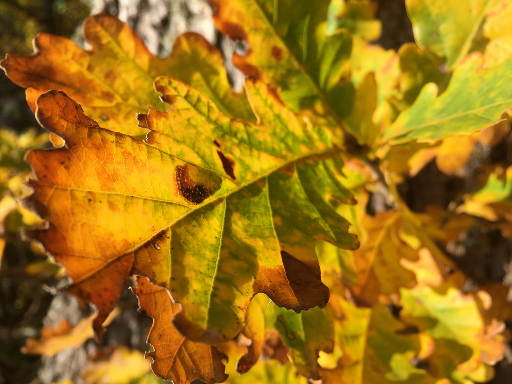 Late Swedish Autumn. Photo: Sanjin Đumišić.