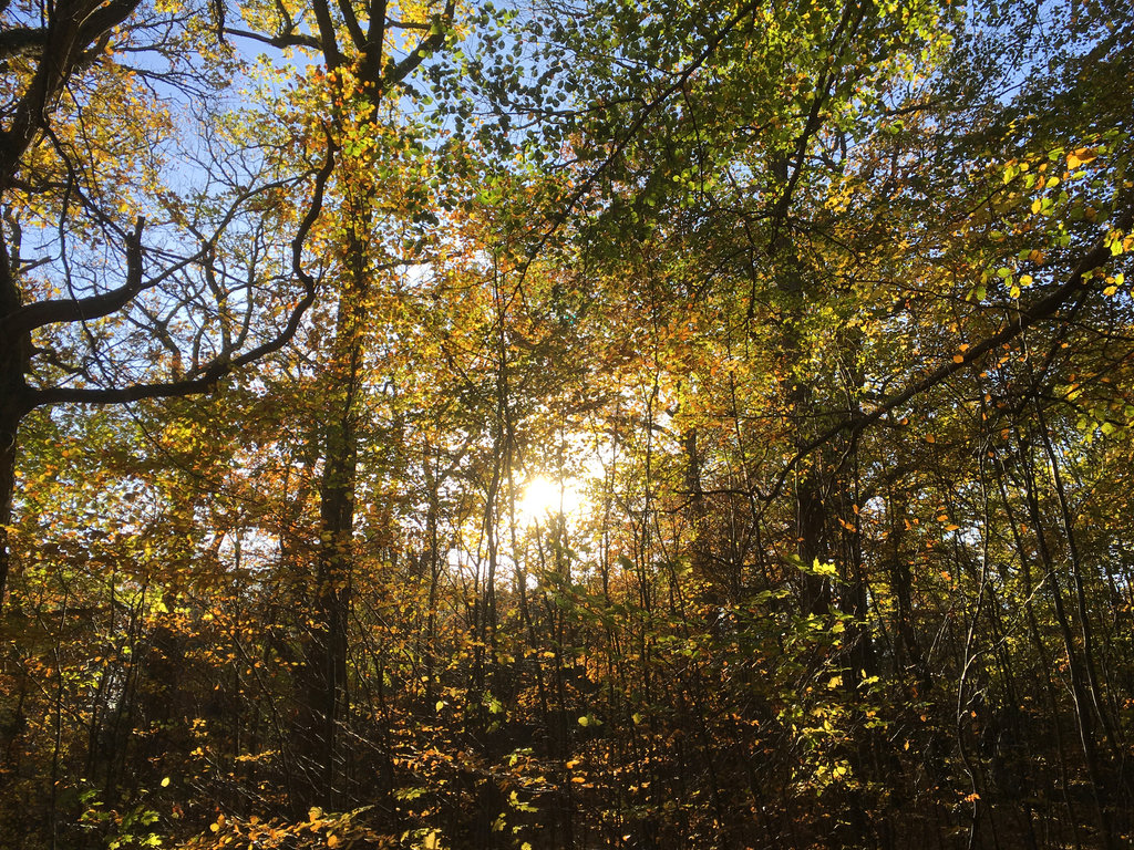 Late Swedish Autumn. Photo: Sanjin Đumišić.