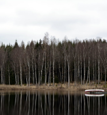 Visiting Friends in the Götaland Forest