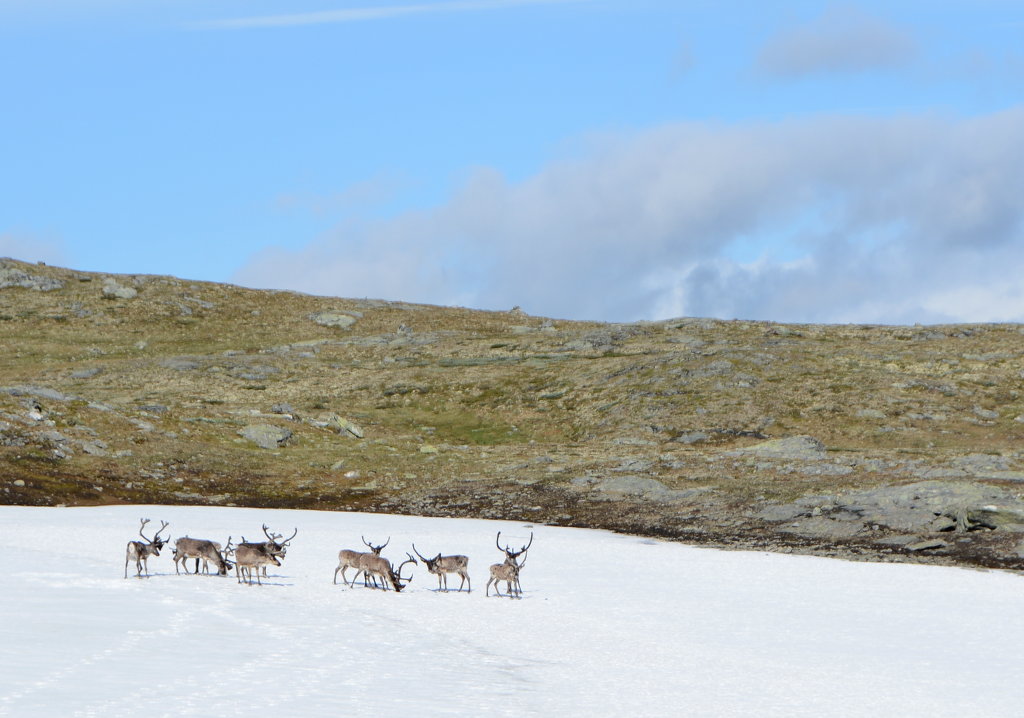 Caribou in the morning and I didn't go too near - in case of disturbing them or them chasing me. Photo: Sanjin Đumišić.