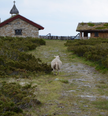 Norwegian mountainside – Ringebu and Venabu