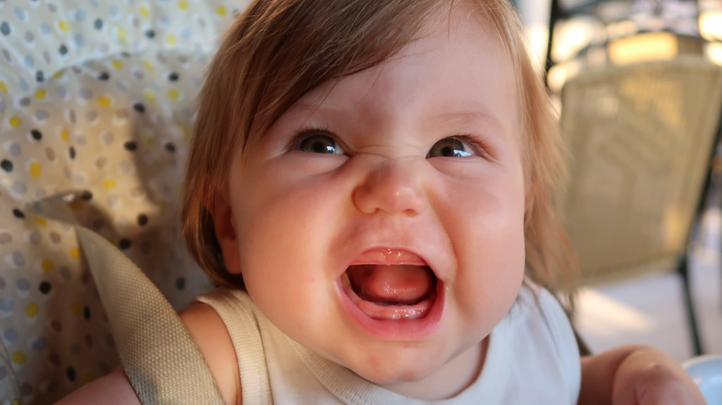 Aurelia, toothless hairy baby. Photo: Sanjin Đumišić.