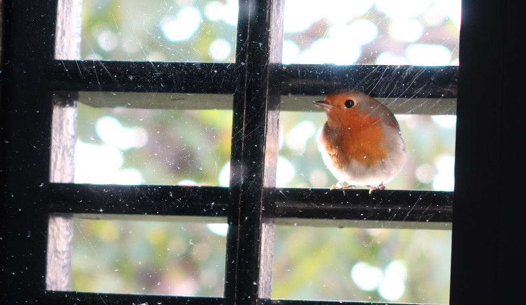 November bird in the window. Photo: Sanjin Đumišić.