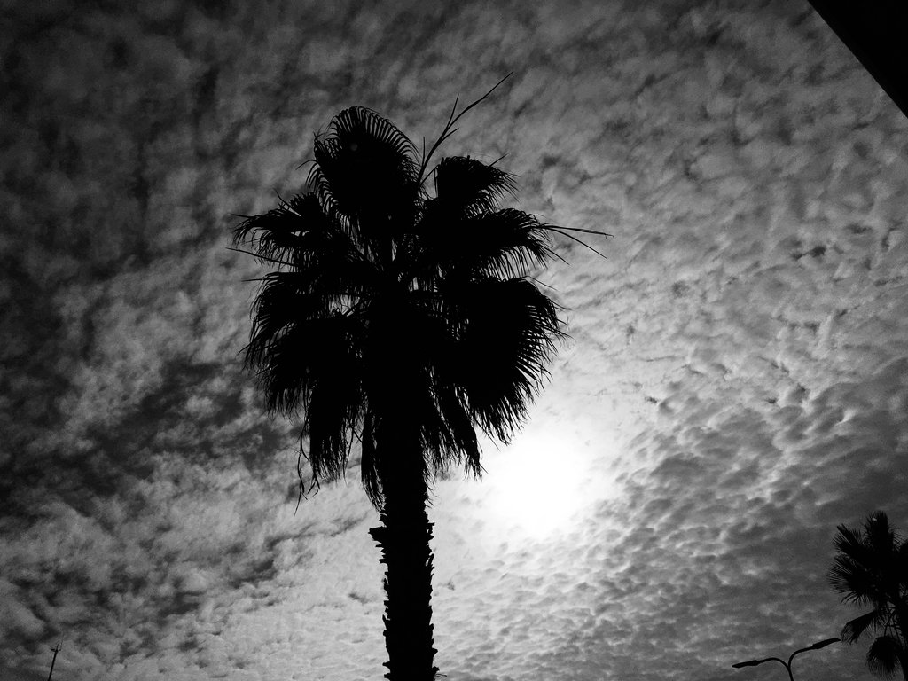 November palm tree. Photo: Sanjin Đumišić.