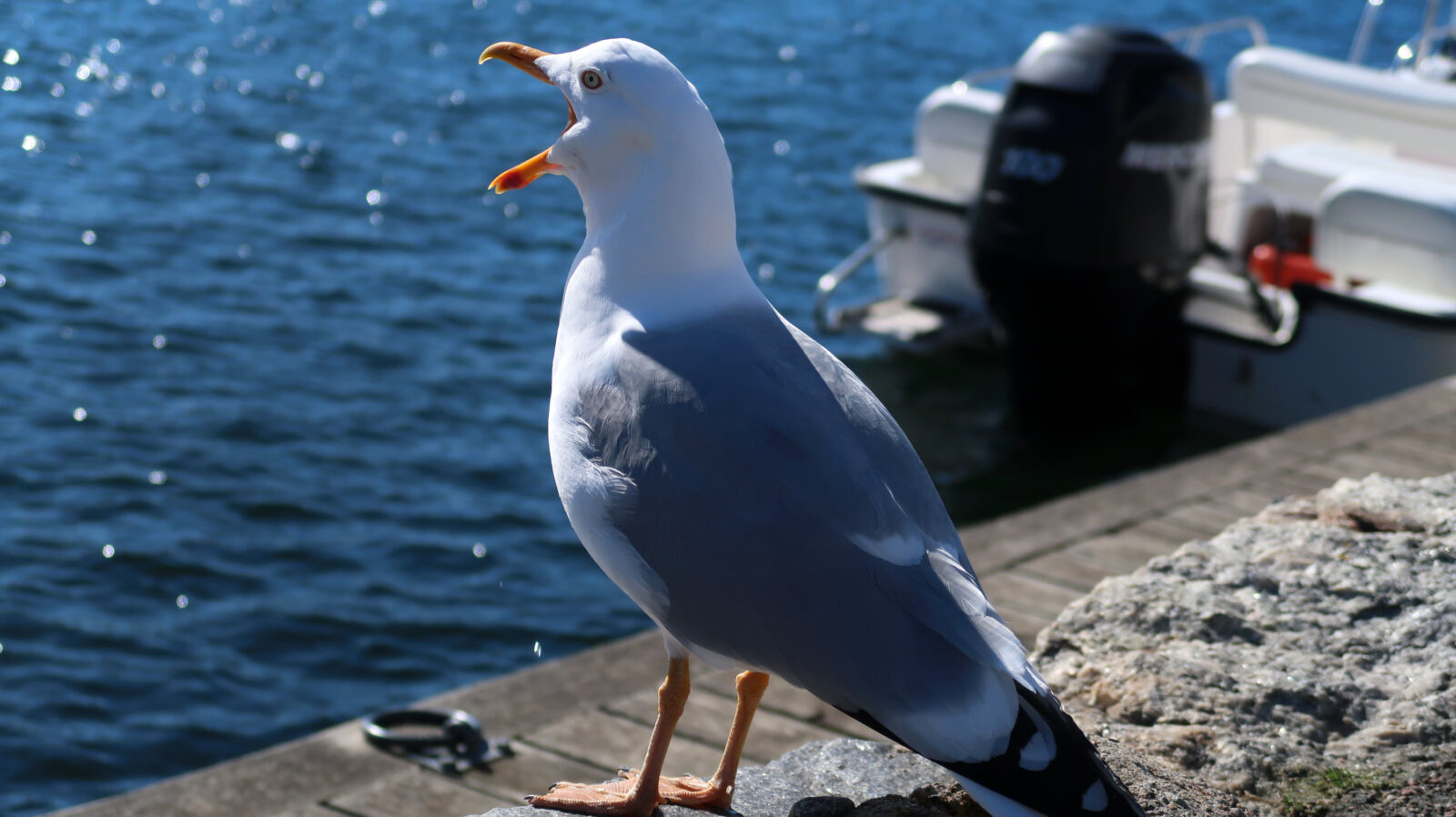 Marstrand Gull. Photo: Sanjin Đumišić.
