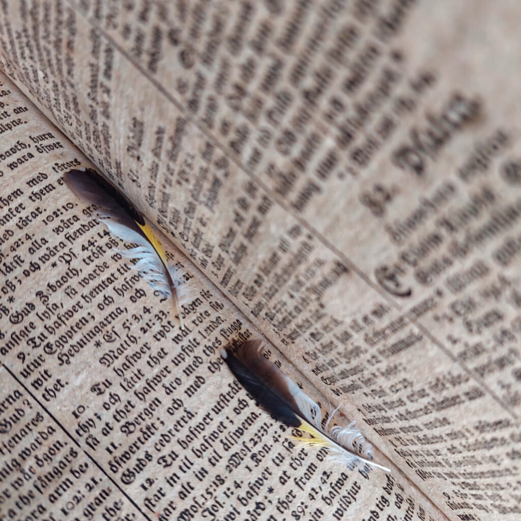 Feathers tucked into an antique Swedish Bible from 1764.